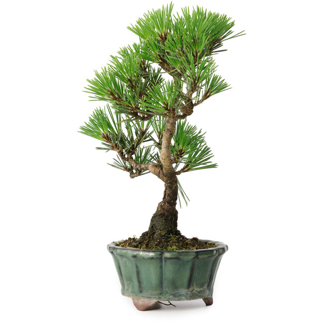 Pinus thunbergii Kotobuki, 20,5 cm, ± 10 años