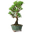 Pinus thunbergii Kotobuki, 20,5 cm, ± 10 ans