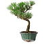 Pinus thunbergii Kotobuki, 20 cm, ± 10 Jahre alt
