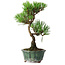 Pinus thunbergii Kotobuki, 20,5 cm, ± 10 años
