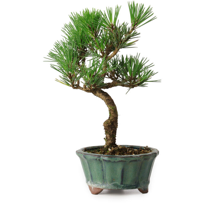Pinus thunbergii Kotobuki, 20 cm, ± 10 anni