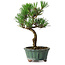 Pinus thunbergii Kotobuki, 20 cm, ± 10 anni