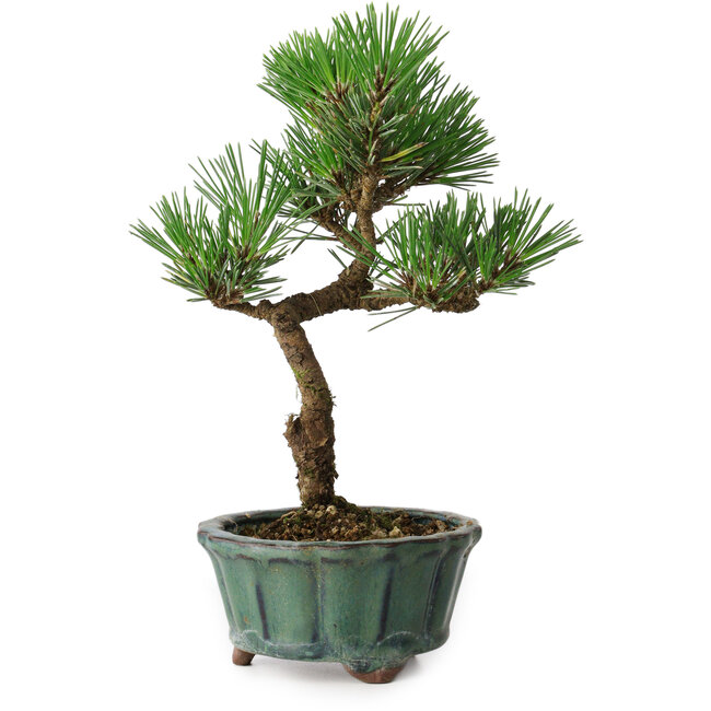 Pinus thunbergii Kotobuki, 20 cm, ± 10 years old