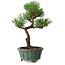 Pinus thunbergii Kotobuki, 20 cm, ± 10 years old