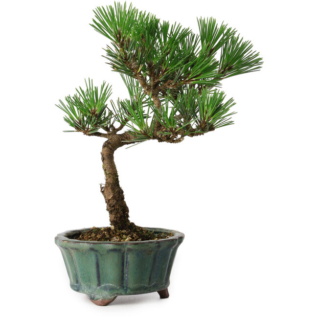 Pinus thunbergii Kotobuki, 20 cm, ± 10 ans