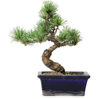 Pinus parviflora, 19 cm, ± 9 ans