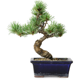 Pinus parviflora, 19 cm, ± 9 Jahre alt