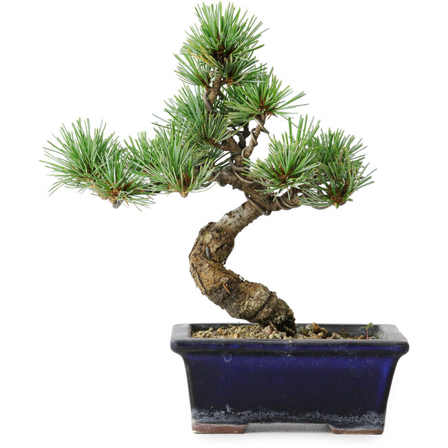 Pinus parviflora, 19 cm, ± 9 ans