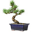 Pinus parviflora, 19 cm, ± 9 ans