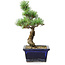 Pinus parviflora, 19 cm, ± 9 ans