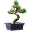 Pinus parviflora, 19 cm, ± 9 ans