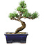 Pinus parviflora, 19 cm, ± 9 ans