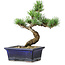 Pinus parviflora, 19 cm, ± 9 ans