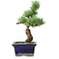 Pinus parviflora, 19 cm, ± 9 ans
