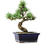 Pinus parviflora, 19 cm, ± 9 ans