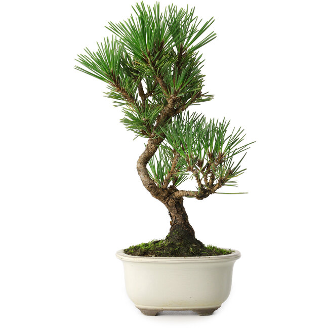 Pinus thunbergii Kotobuki, 25,5 cm, ± 10 jaar oud
