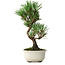 Pinus thunbergii Kotobuki, 25,5 cm, ± 10 Jahre alt