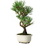 Pinus thunbergii Kotobuki, 25,5 cm, ± 10 jaar oud