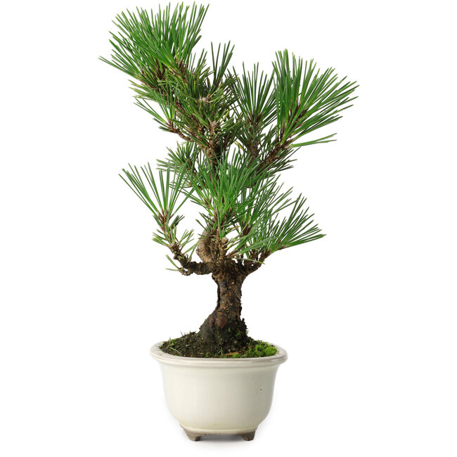 Pinus thunbergii Kotobuki, 25,5 cm, ± 10 jaar oud