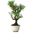Pinus thunbergii Kotobuki, 25,5 cm, ± 10 jaar oud