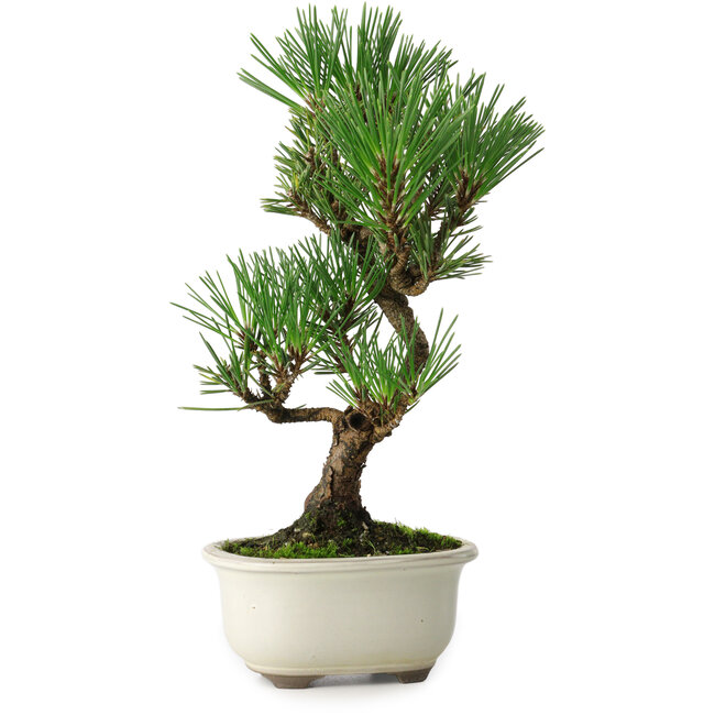 Pinus thunbergii Kotobuki, 25,5 cm, ± 10 jaar oud