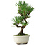 Pinus thunbergii Kotobuki, 25,5 cm, ± 10 jaar oud