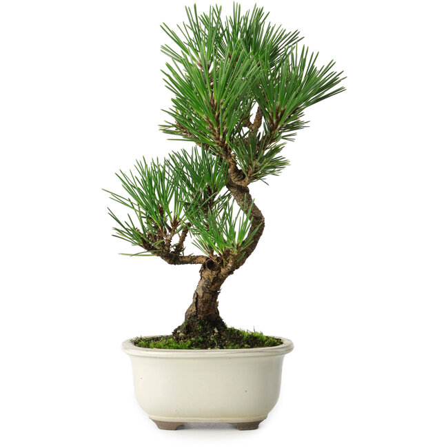 Pinus thunbergii Kotobuki, 25,5 cm, ± 10 jaar oud