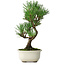 Pinus thunbergii Kotobuki, 25,5 cm, ± 10 jaar oud
