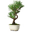 Pinus thunbergii Kotobuki, 25,5 cm, ± 10 jaar oud