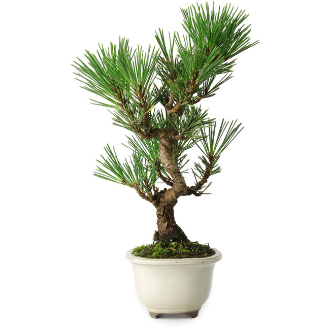 Pinus thunbergii Kotobuki, 25,5 cm, ± 10 jaar oud