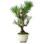 Pinus thunbergii Kotobuki, 25,5 cm, ± 10 jaar oud