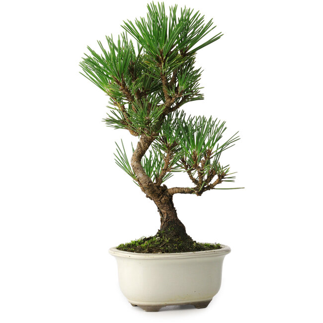 Pinus thunbergii Kotobuki, 25,5 cm, ± 10 jaar oud
