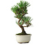 Pinus thunbergii Kotobuki, 25,5 cm, ± 10 jaar oud
