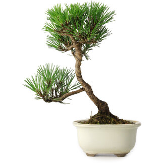 Pinus thunbergii Kotobuki, 23 cm, ± 10 años