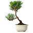 Pinus thunbergii Kotobuki, 23 cm, ± 10 jaar oud