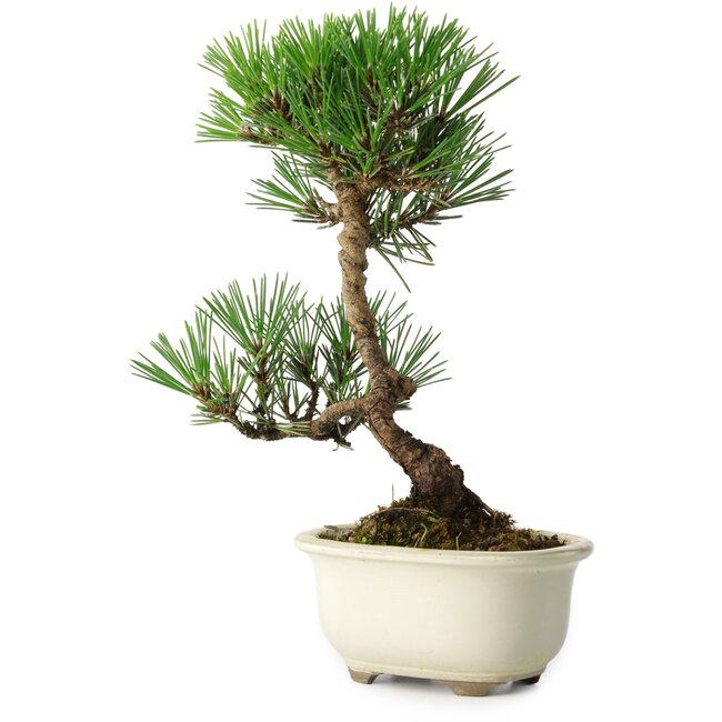 Pinus thunbergii Kotobuki, 23 cm, ± 10 ans