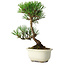Pinus thunbergii Kotobuki, 23 cm, ± 10 jaar oud