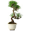 Pinus thunbergii Kotobuki, 23 cm, ± 10 ans