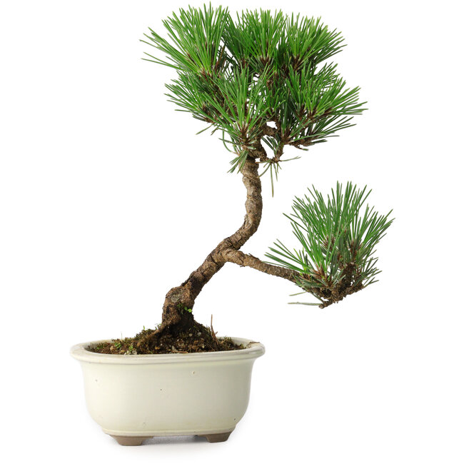 Pinus thunbergii Kotobuki, 23 cm, ± 10 Jahre alt