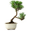 Pinus thunbergii Kotobuki, 23 cm, ± 10 jaar oud