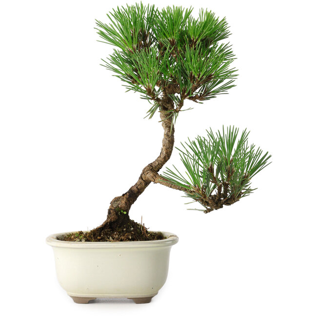 Pinus thunbergii Kotobuki, 23 cm, ± 10 Jahre alt