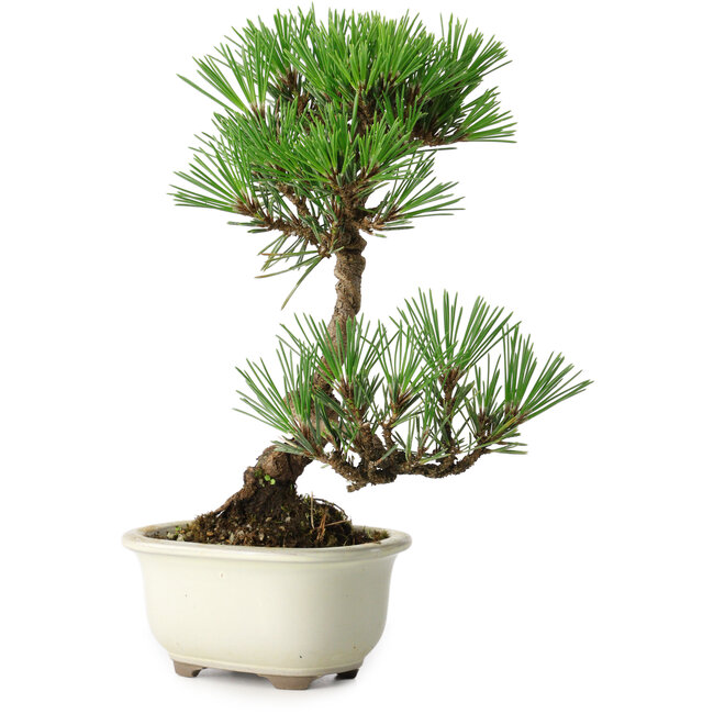 Pinus thunbergii Kotobuki, 23 cm, ± 10 jaar oud