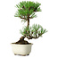 Pinus thunbergii Kotobuki, 23 cm, ± 10 jaar oud