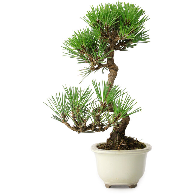 Pinus thunbergii Kotobuki, 23 cm, ± 10 jaar oud