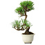 Pinus thunbergii Kotobuki, 23 cm, ± 10 jaar oud