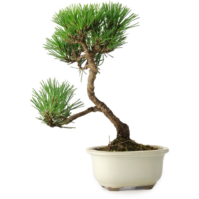 Pinus thunbergii Kotobuki, 23 cm, ± 10 ans