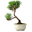 Pinus thunbergii Kotobuki, 23 cm, ± 10 jaar oud