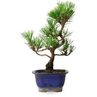 Pinus thunbergii Kotobuki, 23 cm, ± 10 ans
