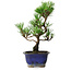 Pinus thunbergii Kotobuki, 23 cm, ± 10 jaar oud