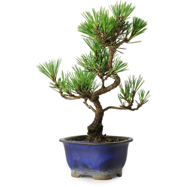 Pinus thunbergii Kotobuki, 23 cm, ± 10 ans